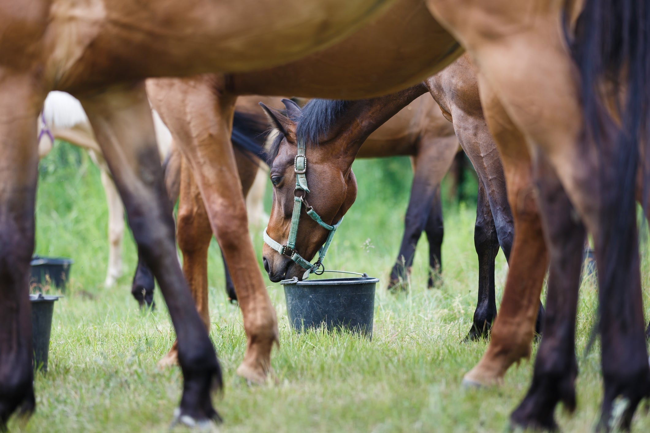 Pourquoi utiliser des Compléments Alimentaires pour son Cheval ?