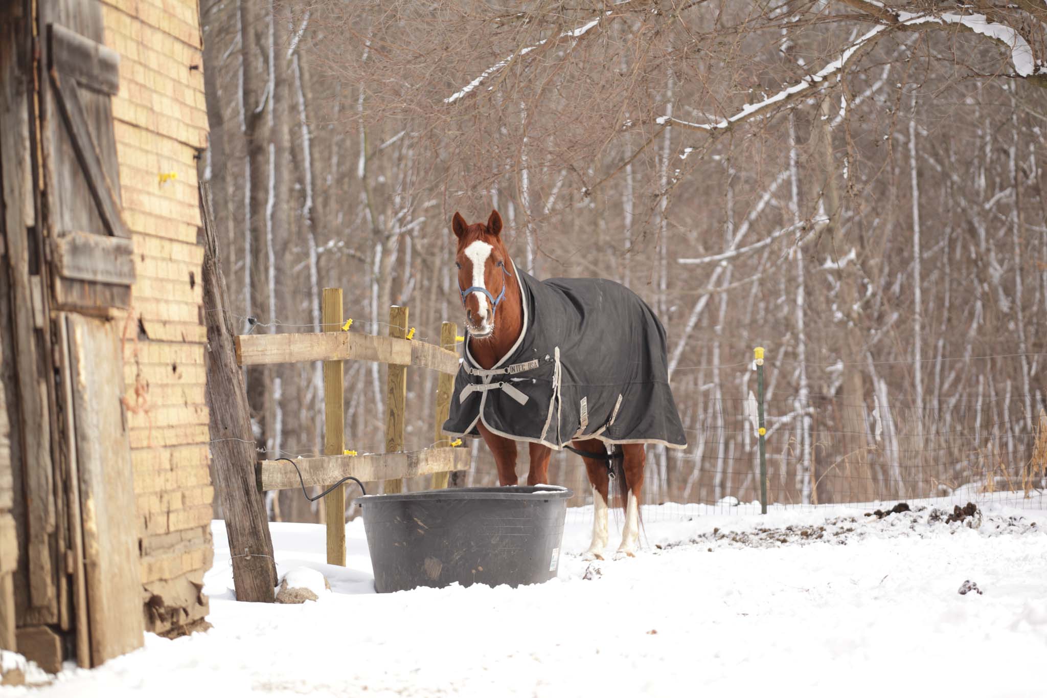 🐎 Comment protéger son cheval du froid en hiver ? ❄️