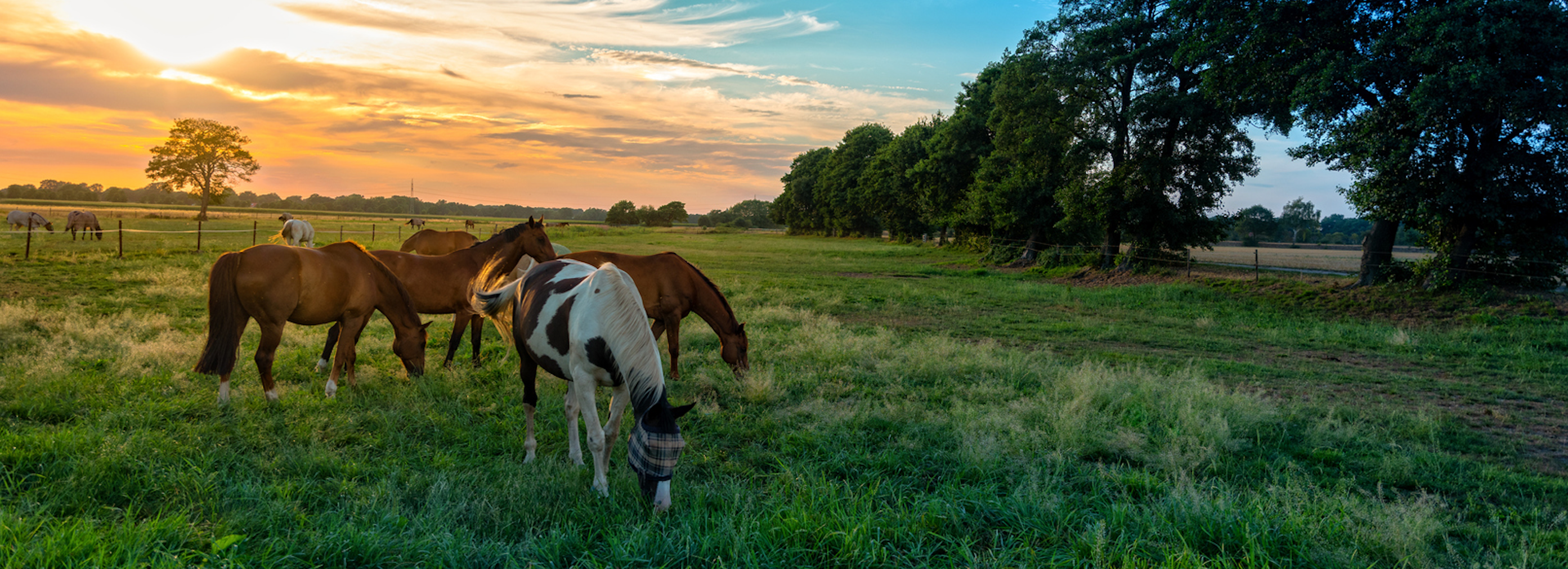 Protéger son cheval des Insectes : quelles solutions sont vraiment efficaces ?