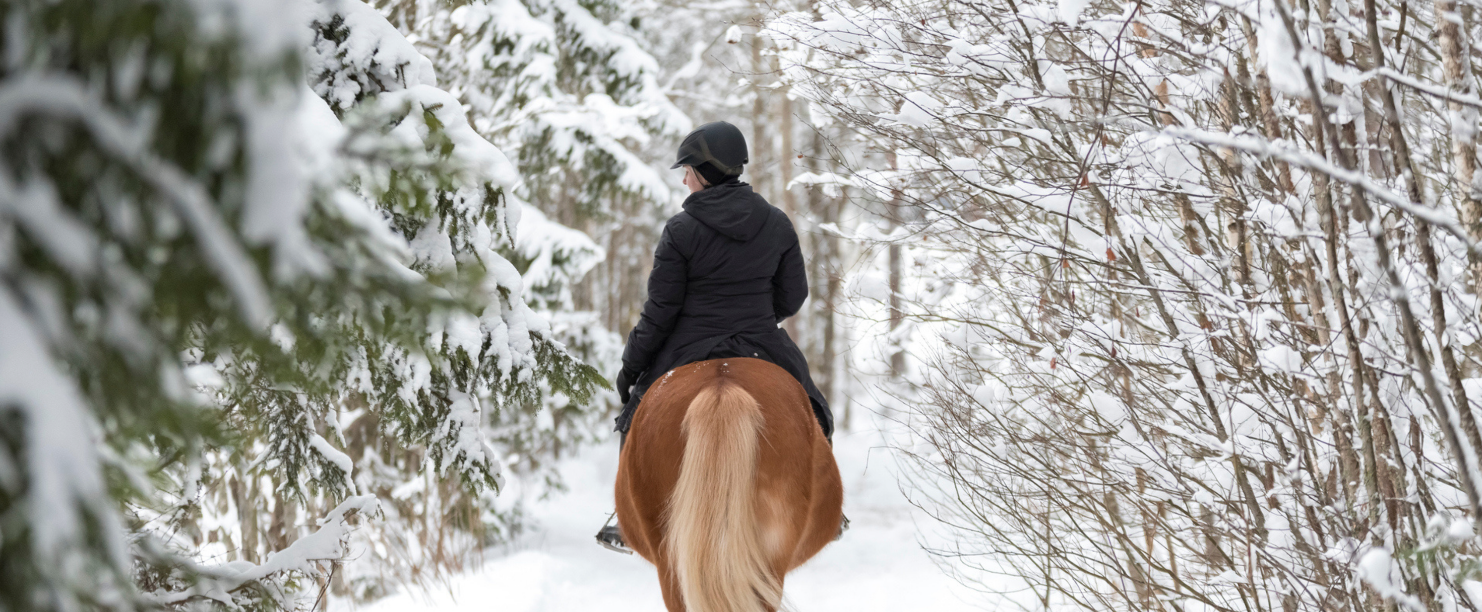 🌾 Adapter l’alimentation et les compléments du cheval à la saison froide 🥶