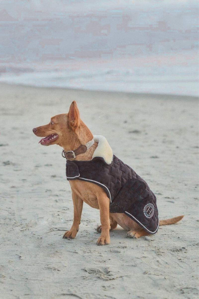 Bernie couverture pour chien USA - Harcour