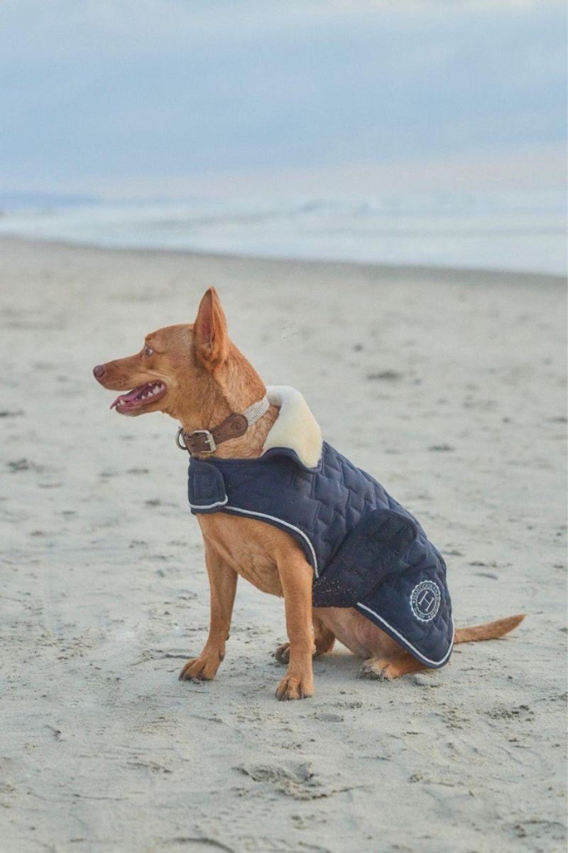 Bernie couverture pour chien USA - Harcour