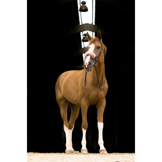 FOURREAU DE MUSEROLLE TEDDY