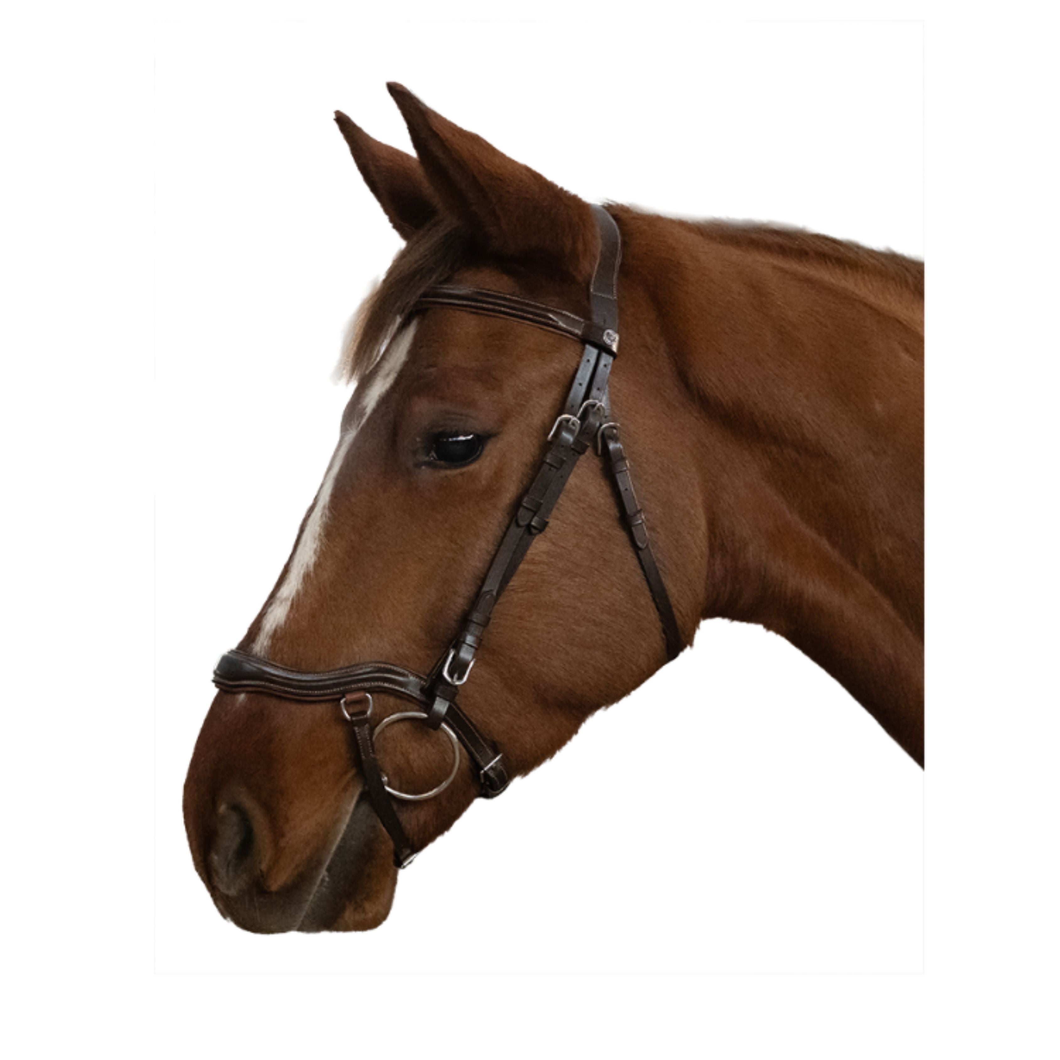 Bridon Anatomique Cayman - Canter