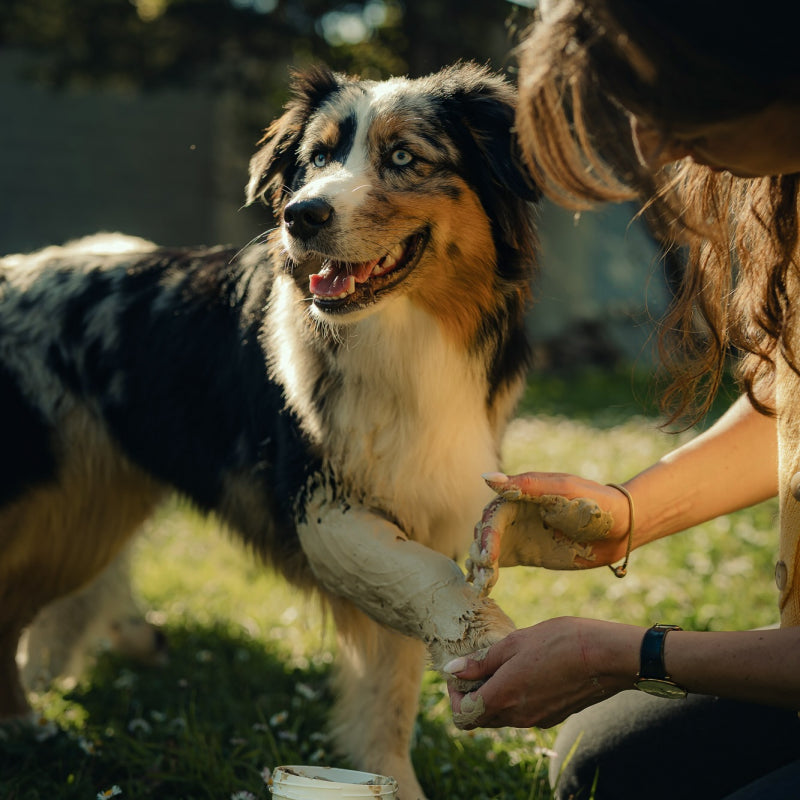 Cataplasme d'argile naturel - Nutragile Chien-Chat
