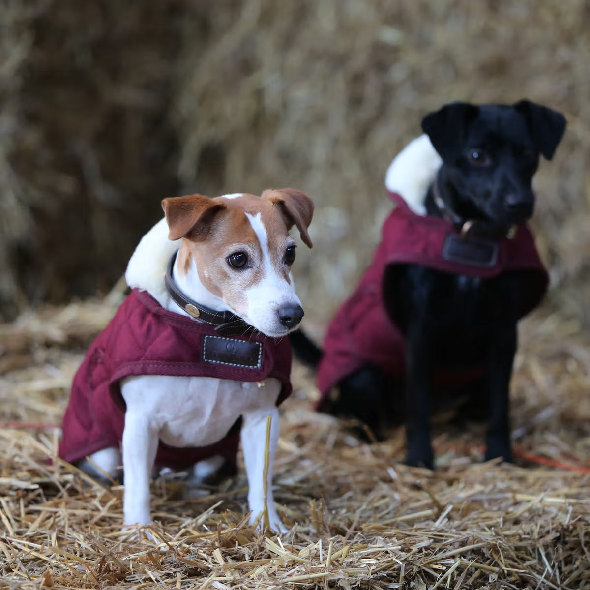 Manteau Pour Chien Original - Kentucky