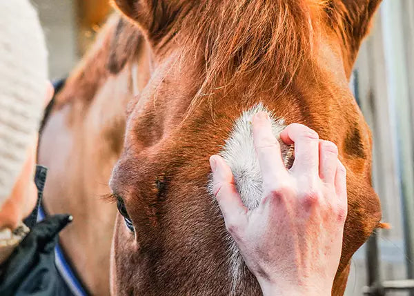 Crème Dermaprotec 250ML - Ravene