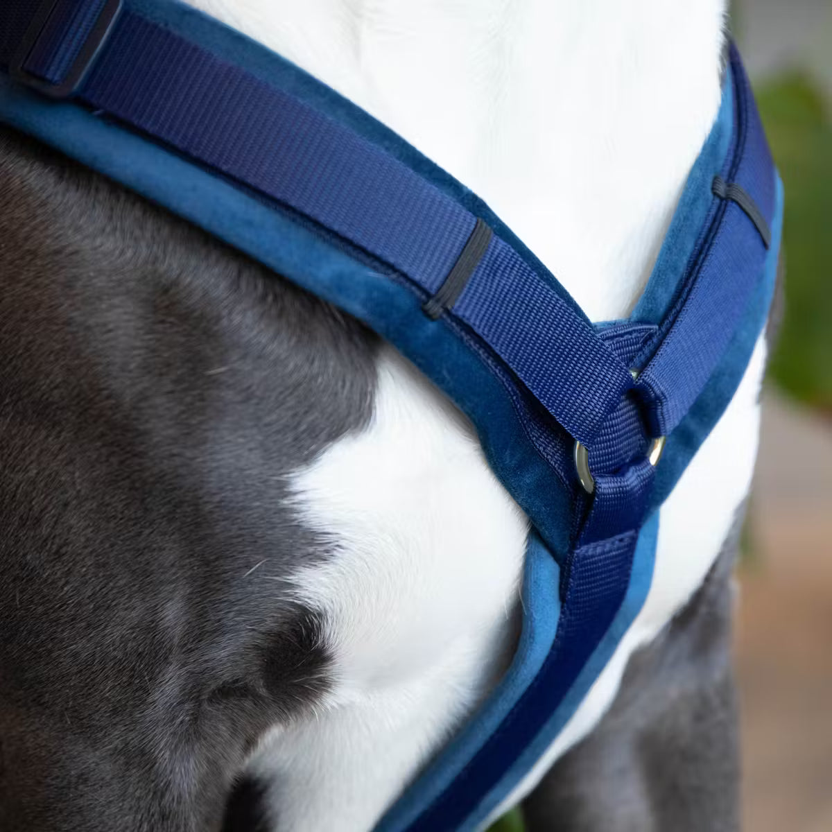 Harnais Chien Active Velvet - Kentucky