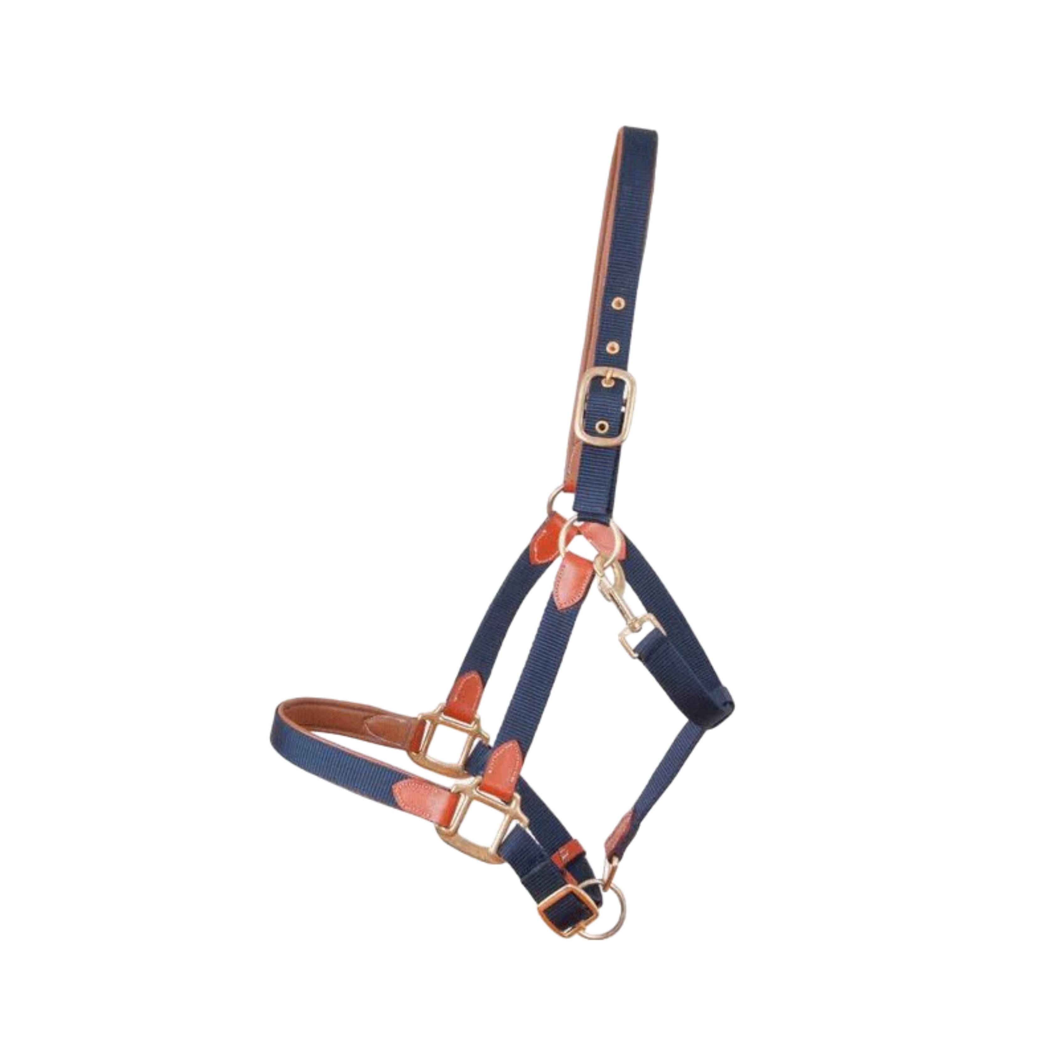 Licol en Cuir et Sangle - TdeT