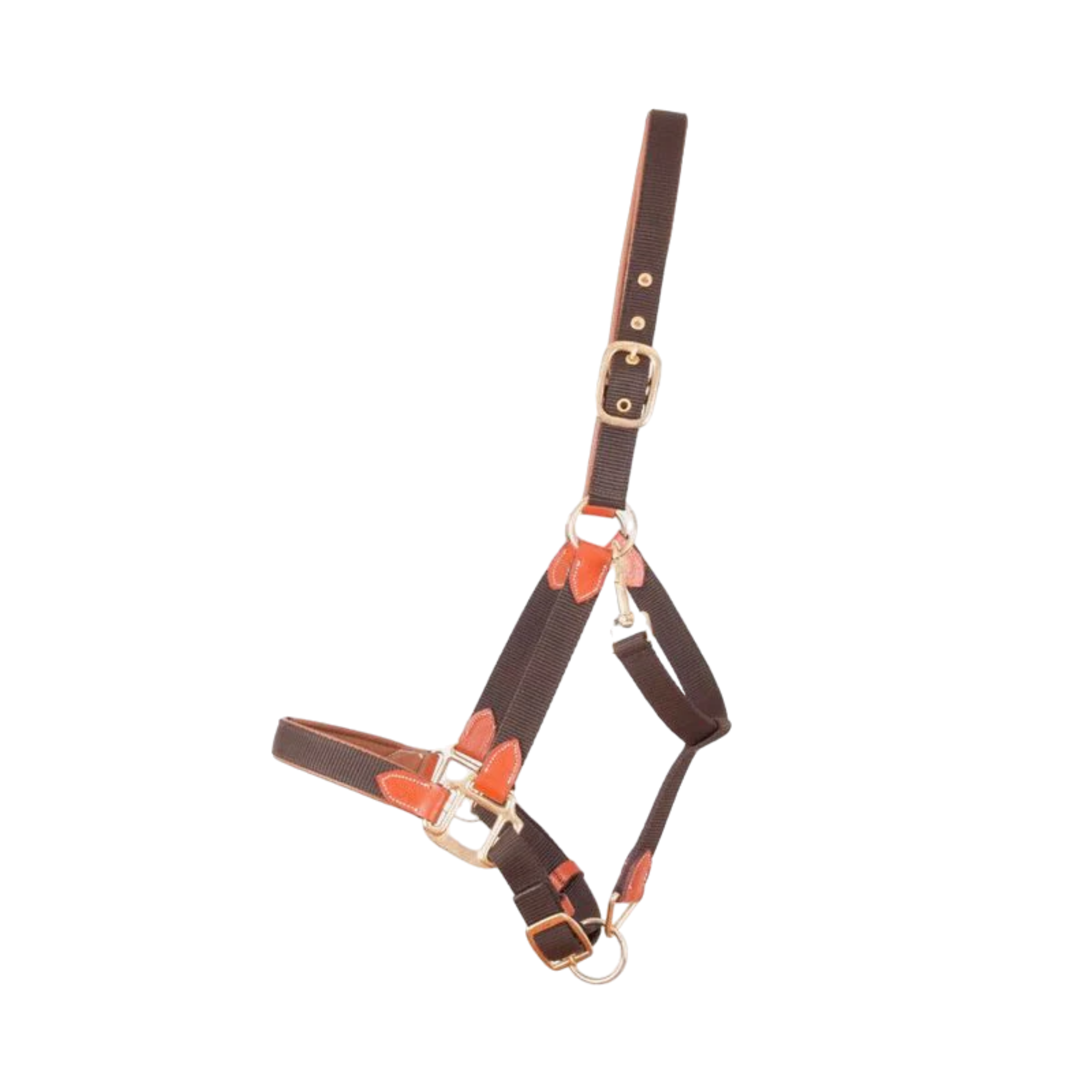 Licol en Cuir et Sangle - TdeT