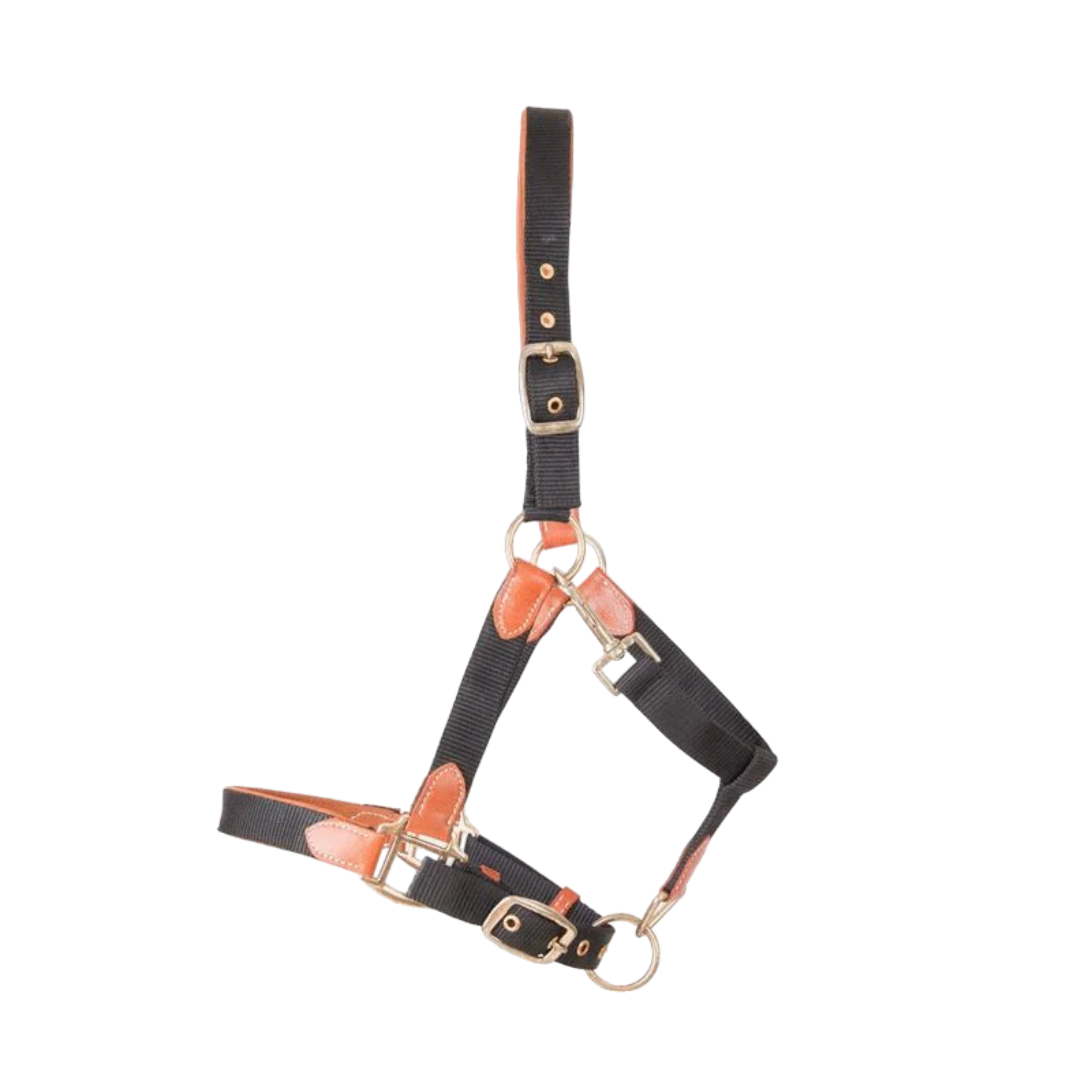 Licol en Cuir et Sangle - TdeT
