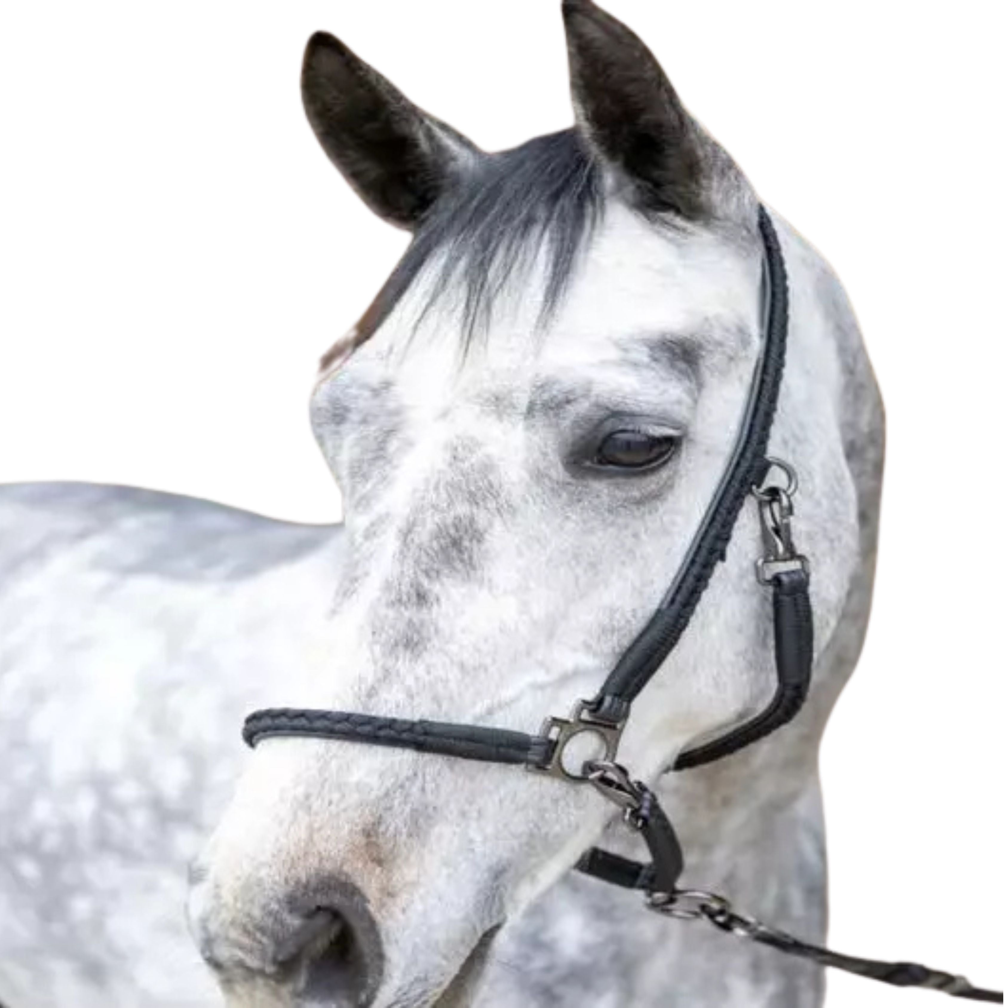 Licol De Grooming Dialou - Pro-Confort