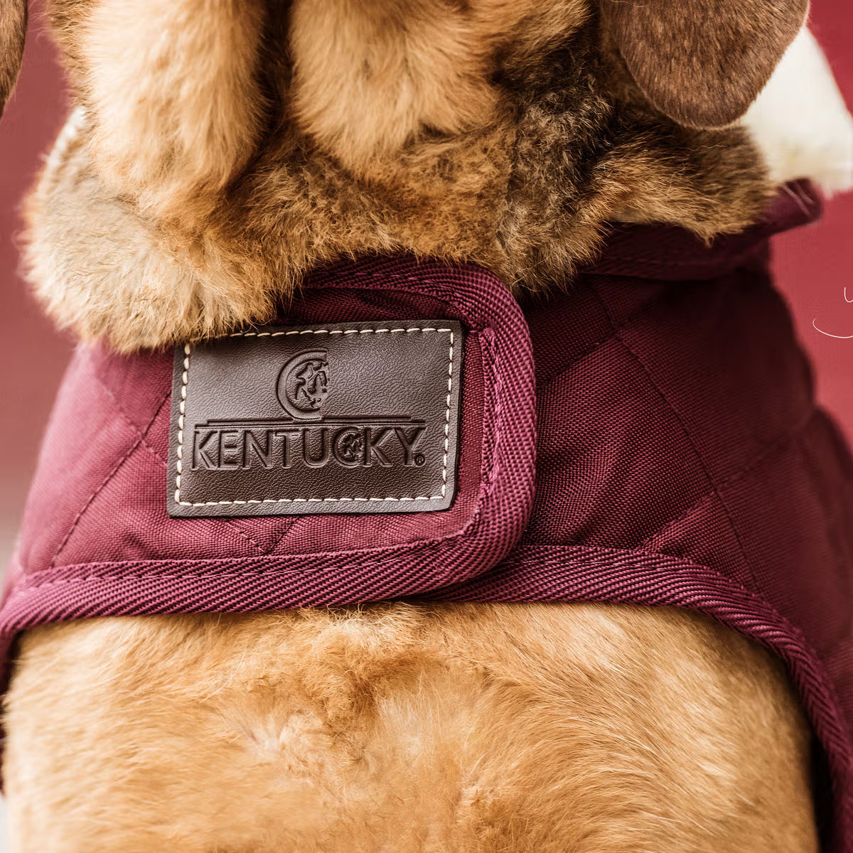 Manteau Pour Chien Original - Kentucky