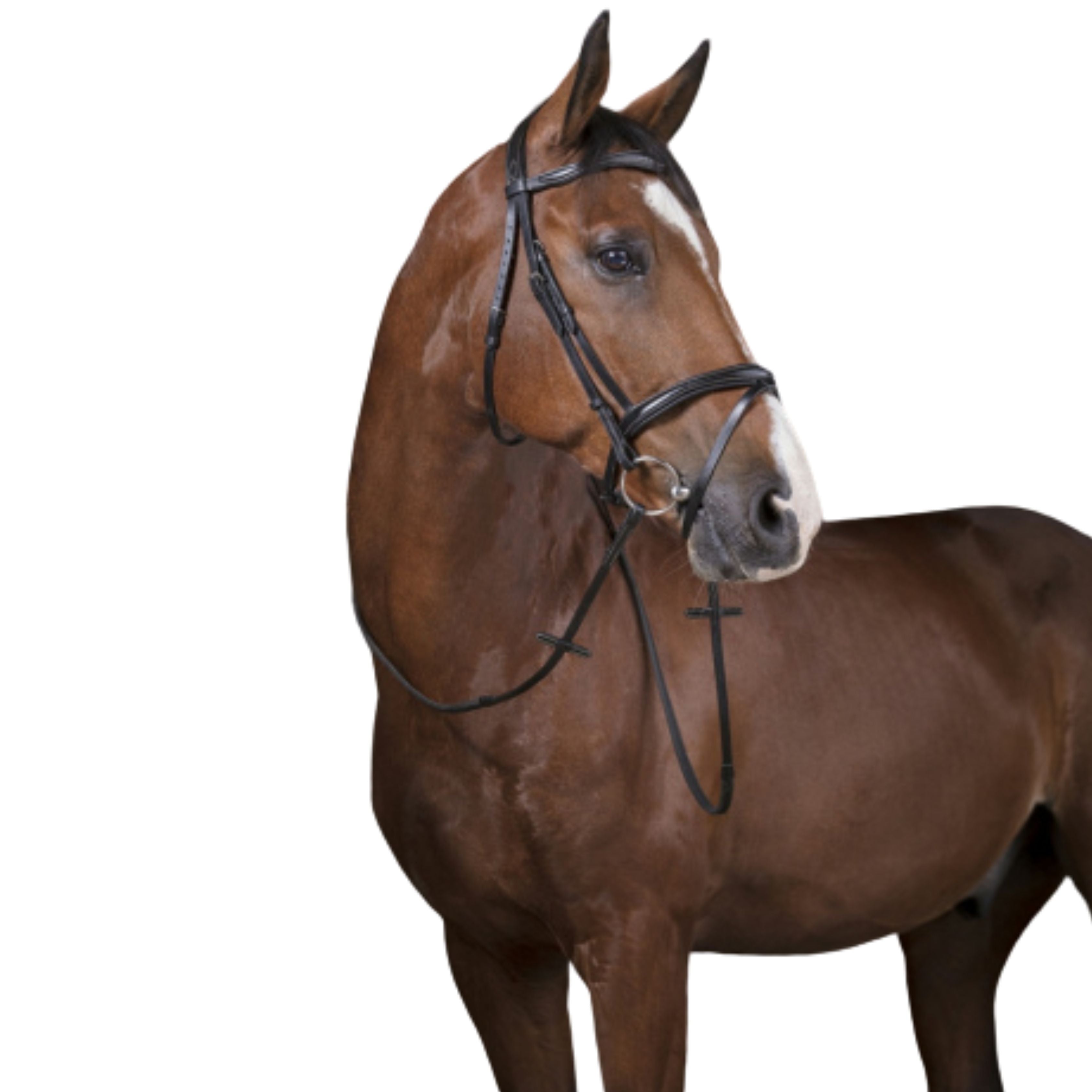 Renes Caoutch. 16MM - Norton