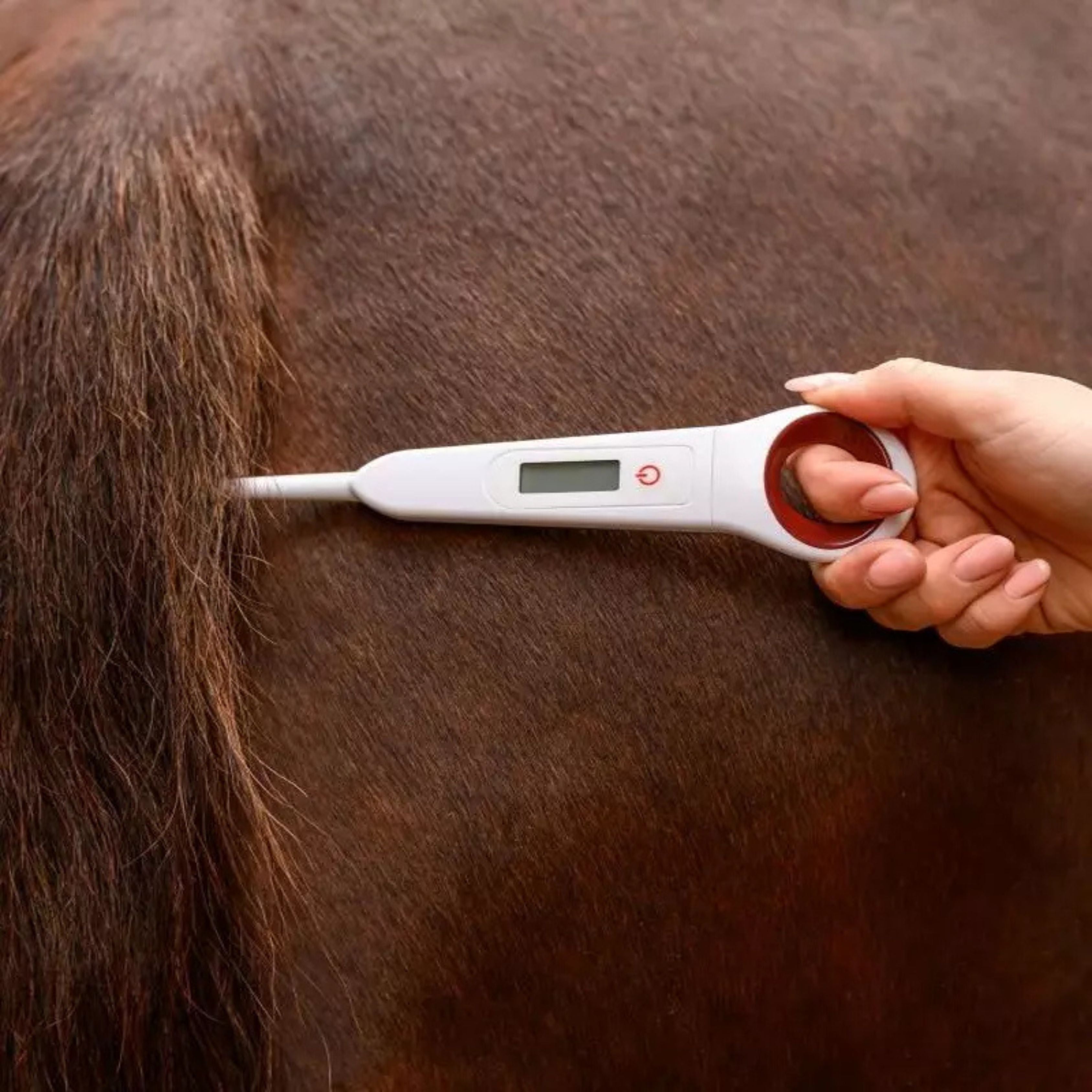 Thermometre Numerique Pour Chevaux - Waldhausen