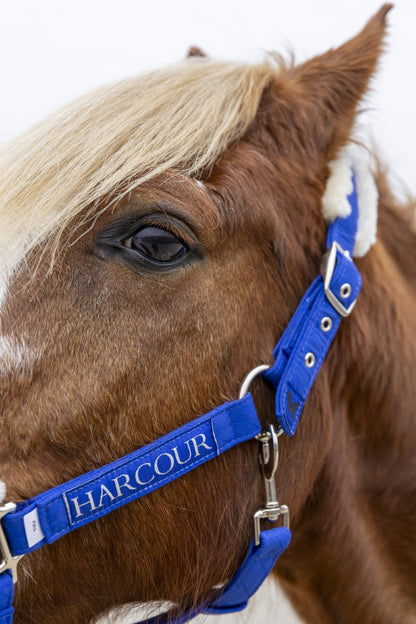 Teschic Licol et longe - Harcour