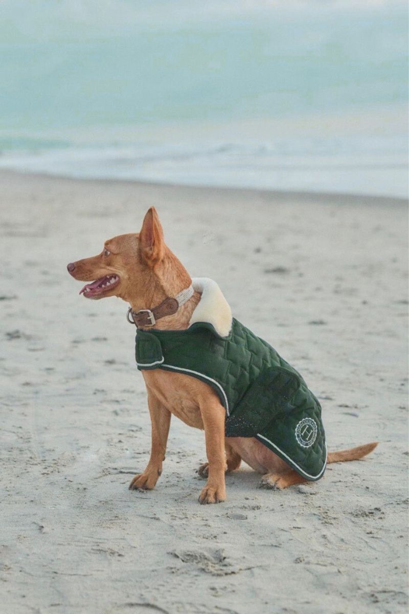 Bernie couverture pour chien USA - Harcour