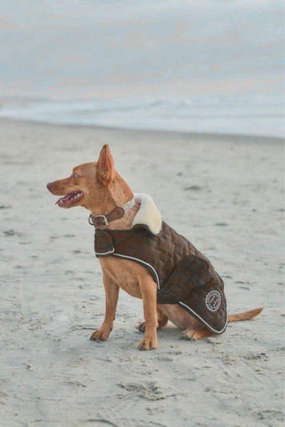 Bernie couverture pour chien USA - Harcour