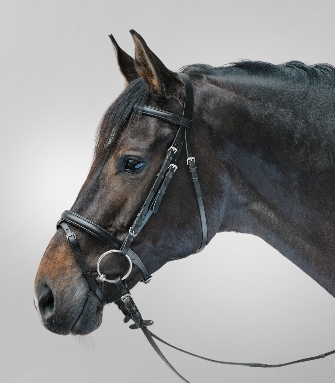 BRIDON LIFESTYLE NOIR COB