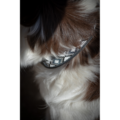Collier Pour Chien - Pénélope