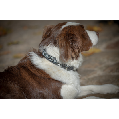 Collier Pour Chien - Pénélope