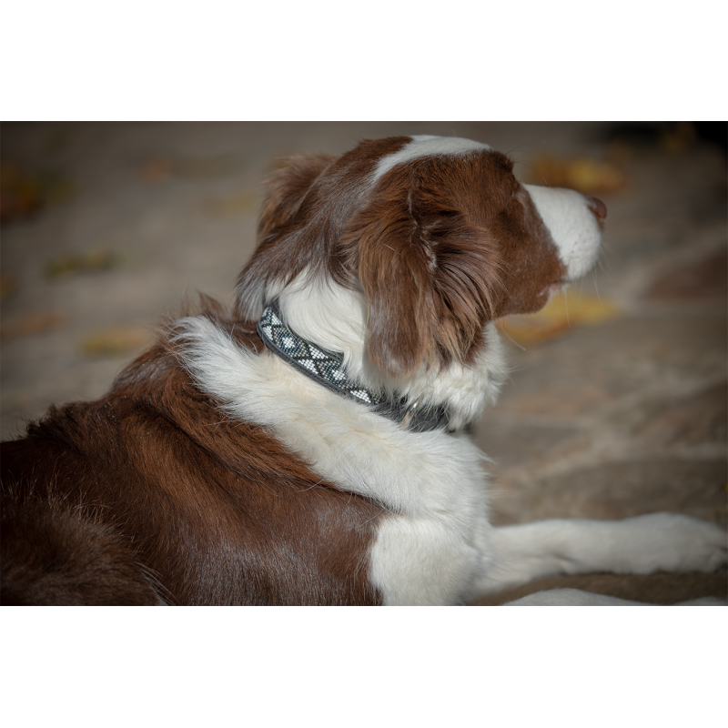 Collier Pour Chien - Pénélope
