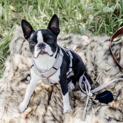 Harnais Chien Active Velvet - Kentucky