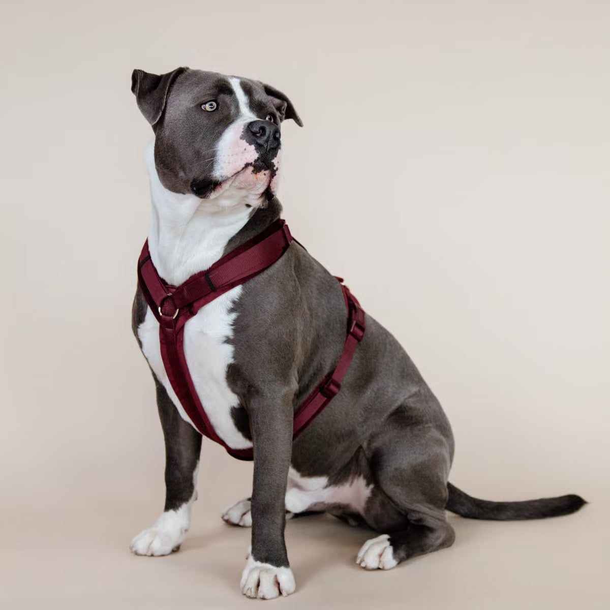 Harnais Chien Active Velvet - Kentucky