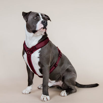 Harnais Chien Active Velvet - Kentucky