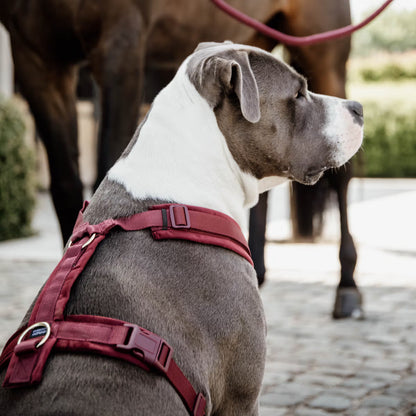 Harnais Chien Active Velvet - Kentucky