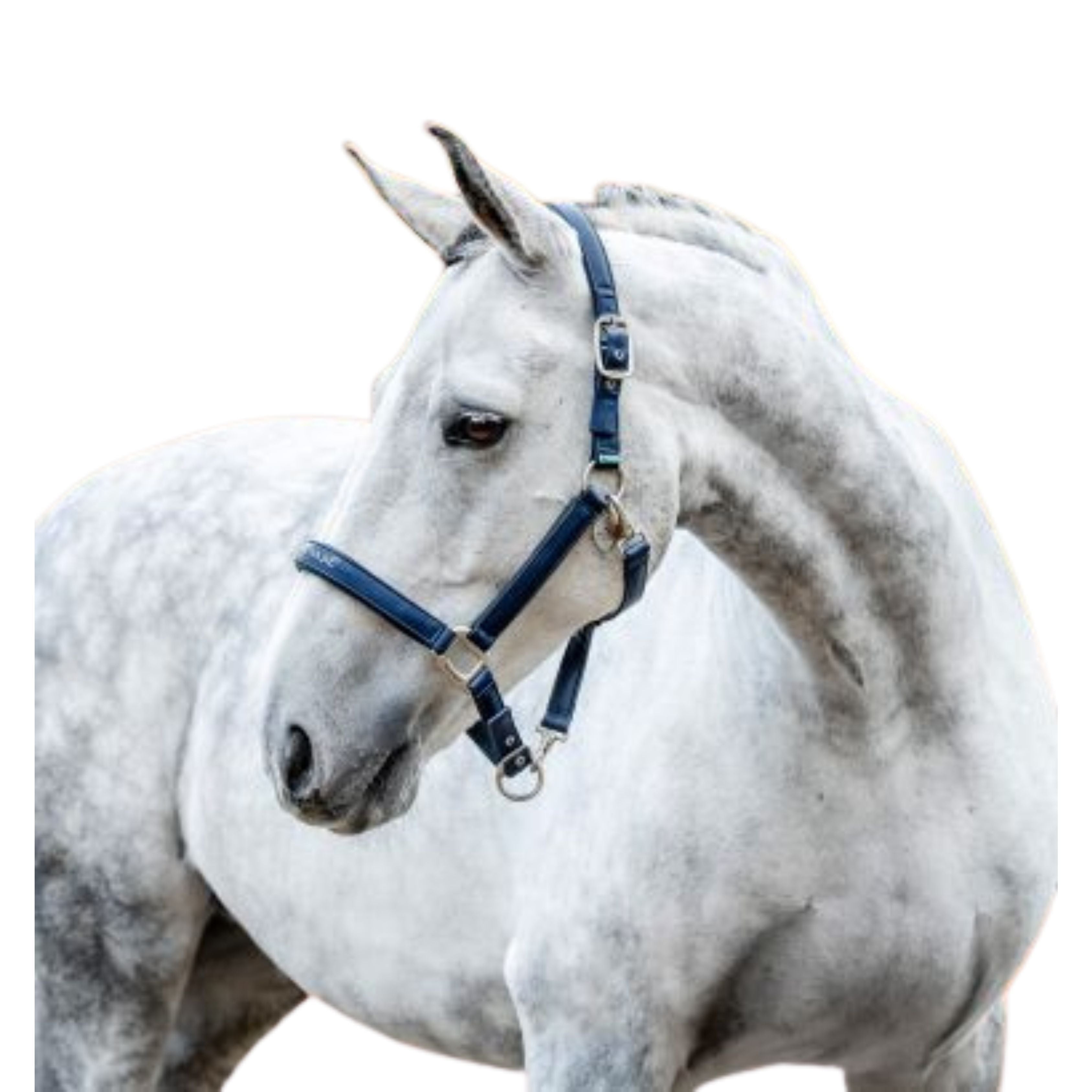 Licol Grooming Signature - Horseware