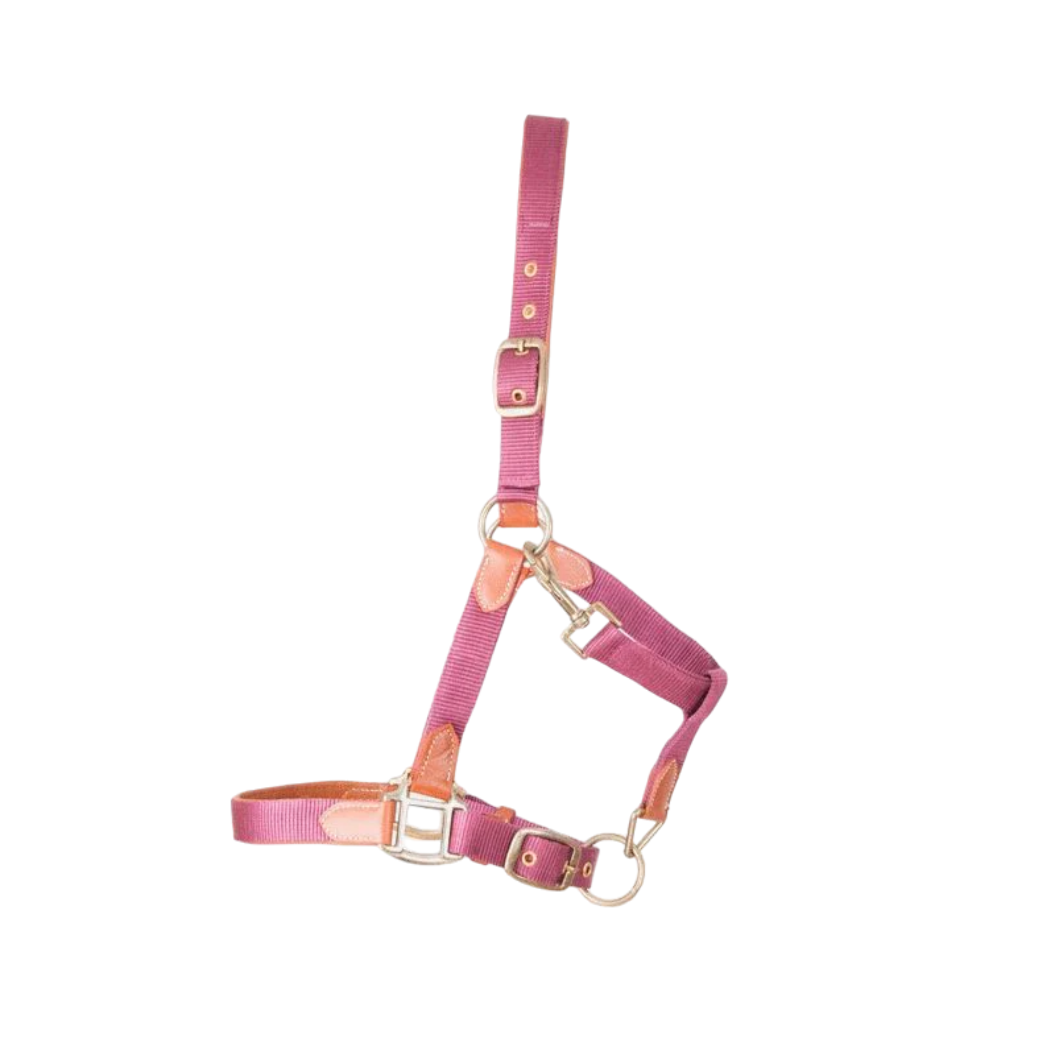 Licol en Cuir et Sangle - TdeT