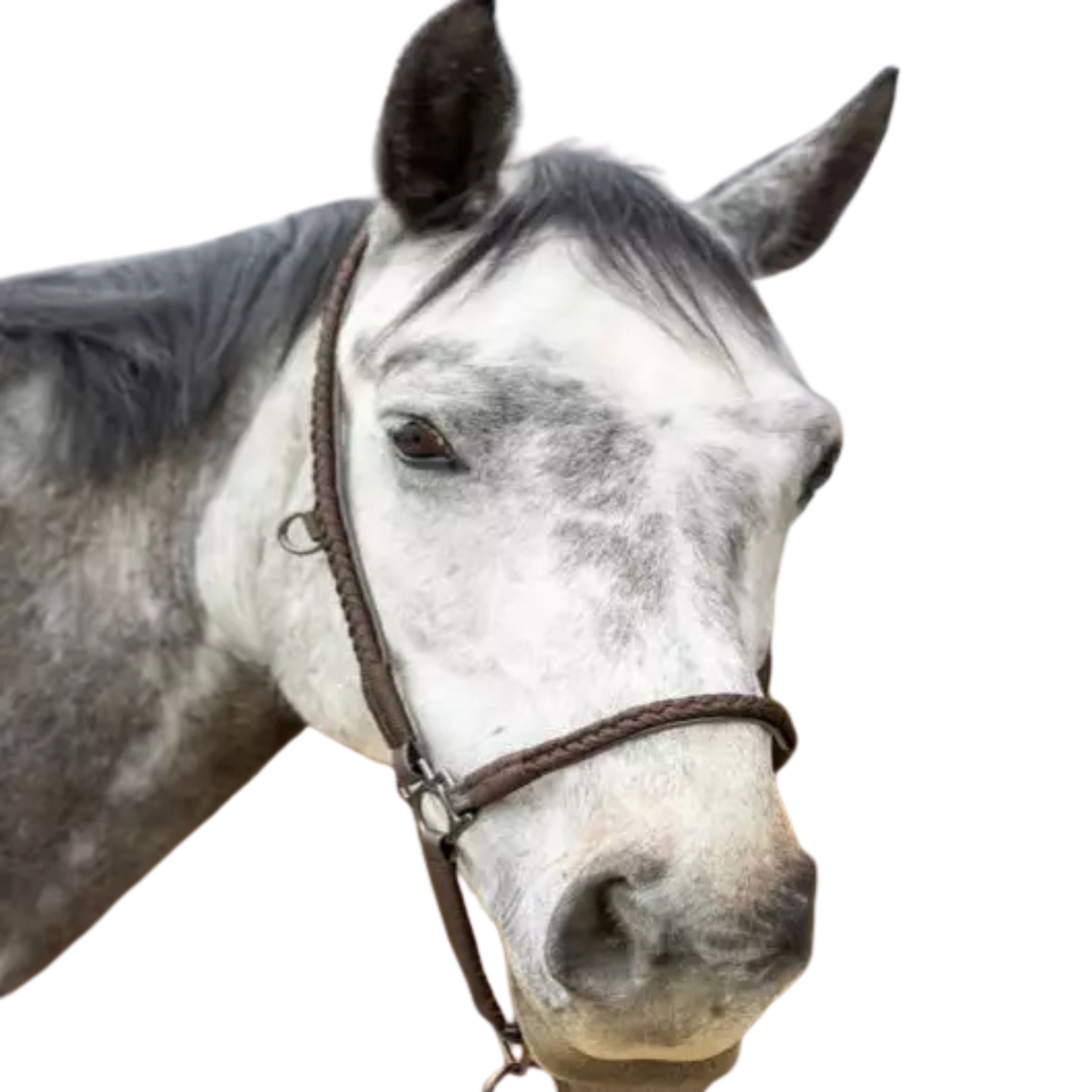 Licol De Grooming Dialou - Pro-Confort