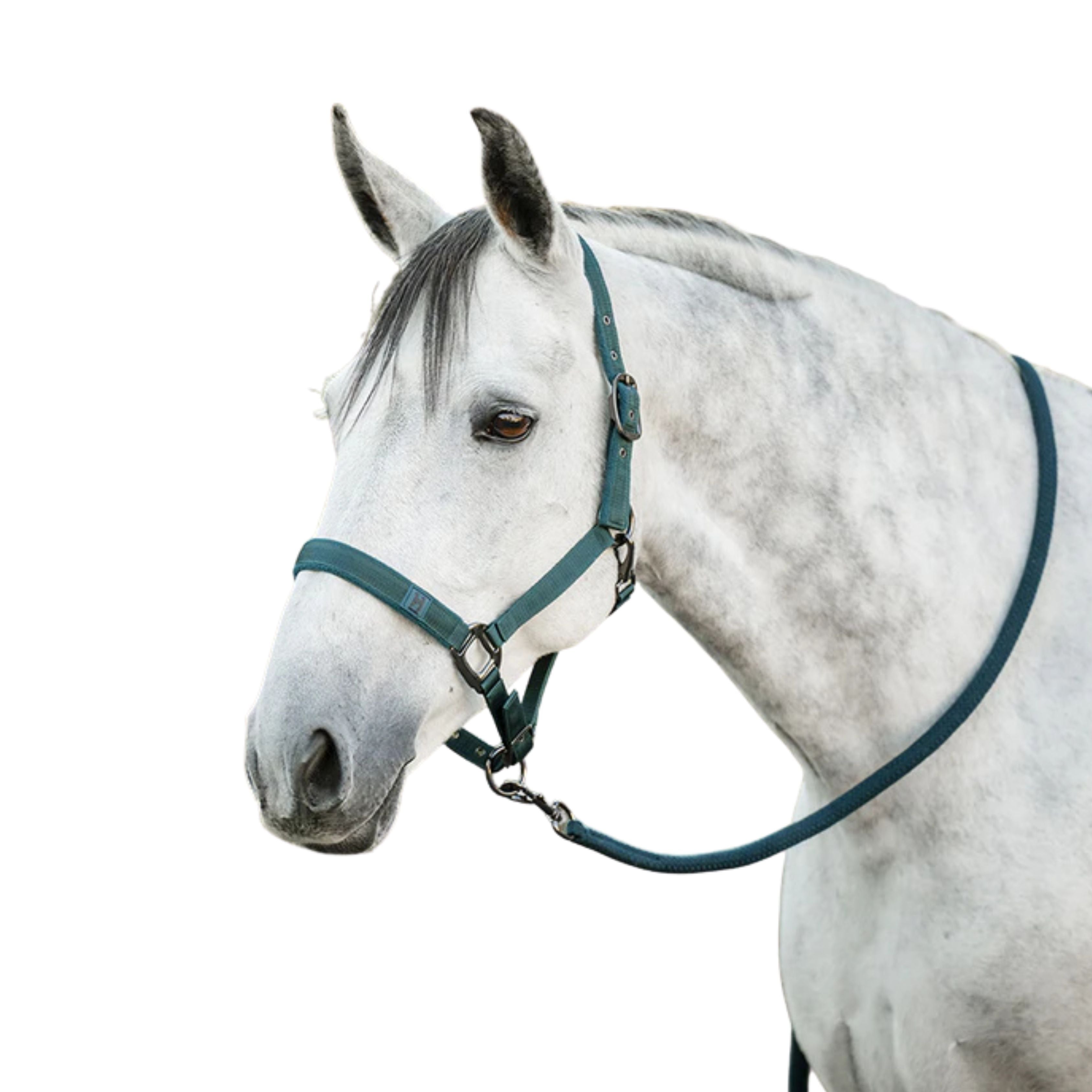 Licol + Longe - Horseware