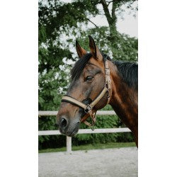 Licol Nylon Glowy - Equithème