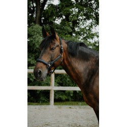 Licol Nylon Glowy - Equithème