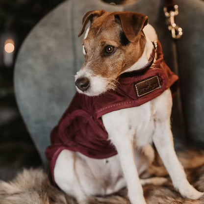Manteau Pour Chien Original - Kentucky